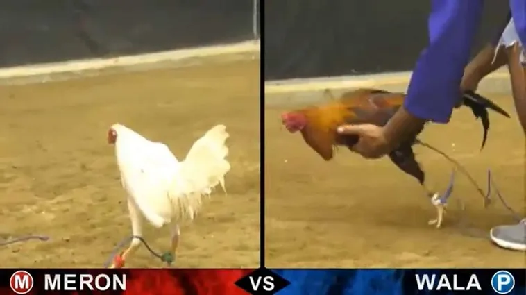 Cách Chơi Đá Gà Sabong Tại F168 Bất Bại Từ Các Chuyên Gia 2 Cách Chơi Đá Gà Sabong Tại F168 Bất Bại Từ Các Chuyên Gia